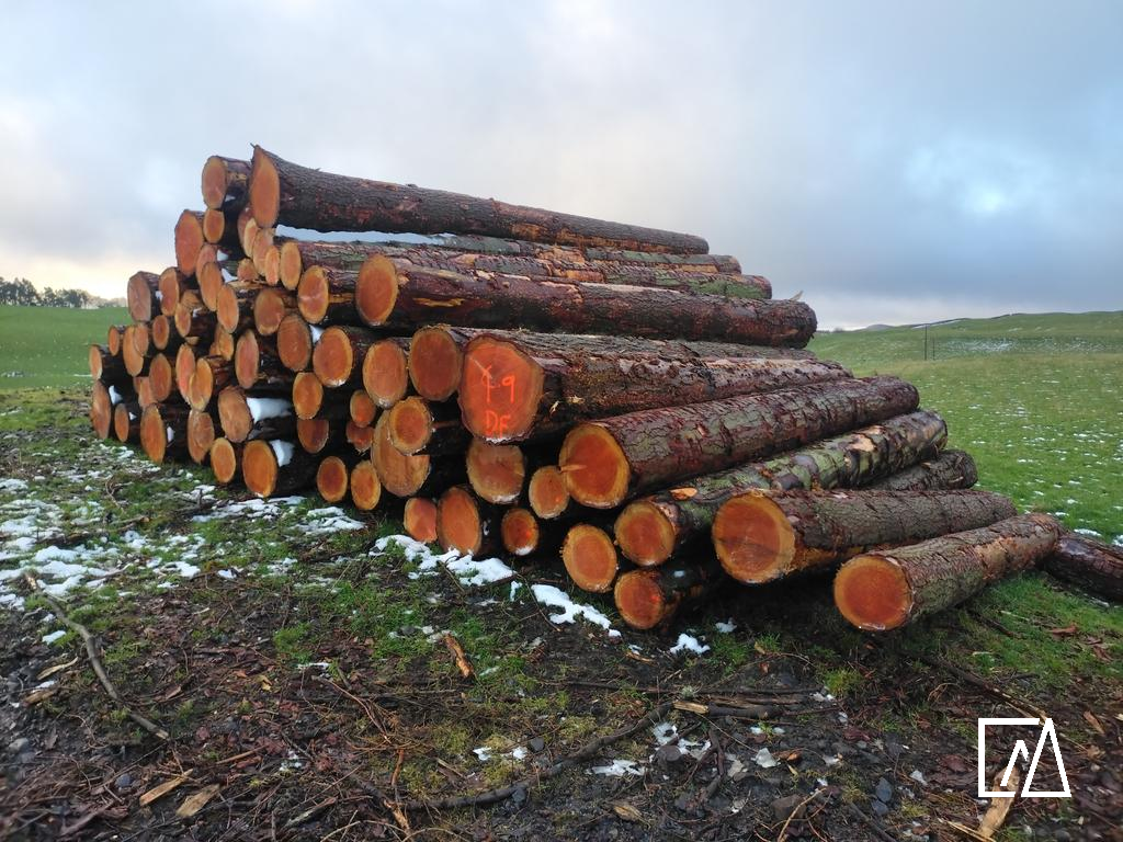Douglas fir logs