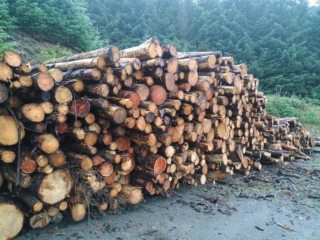 Logs for firewood