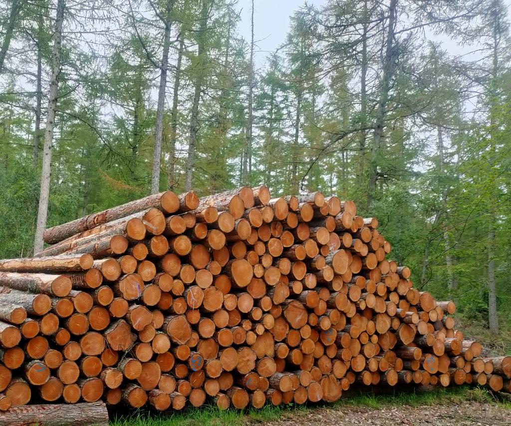 Larch standing timber