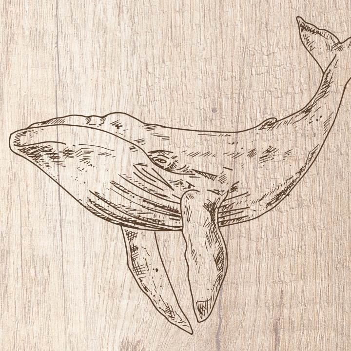 Thumbnail image for Whale-Friendly Wood