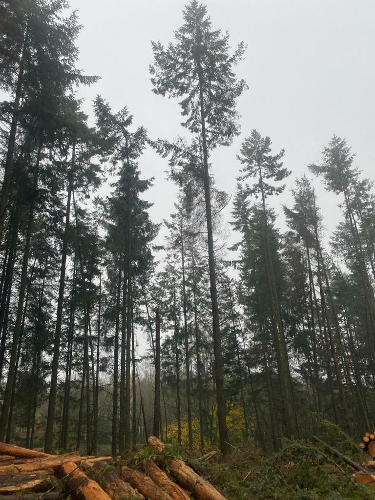 Douglas fir trees