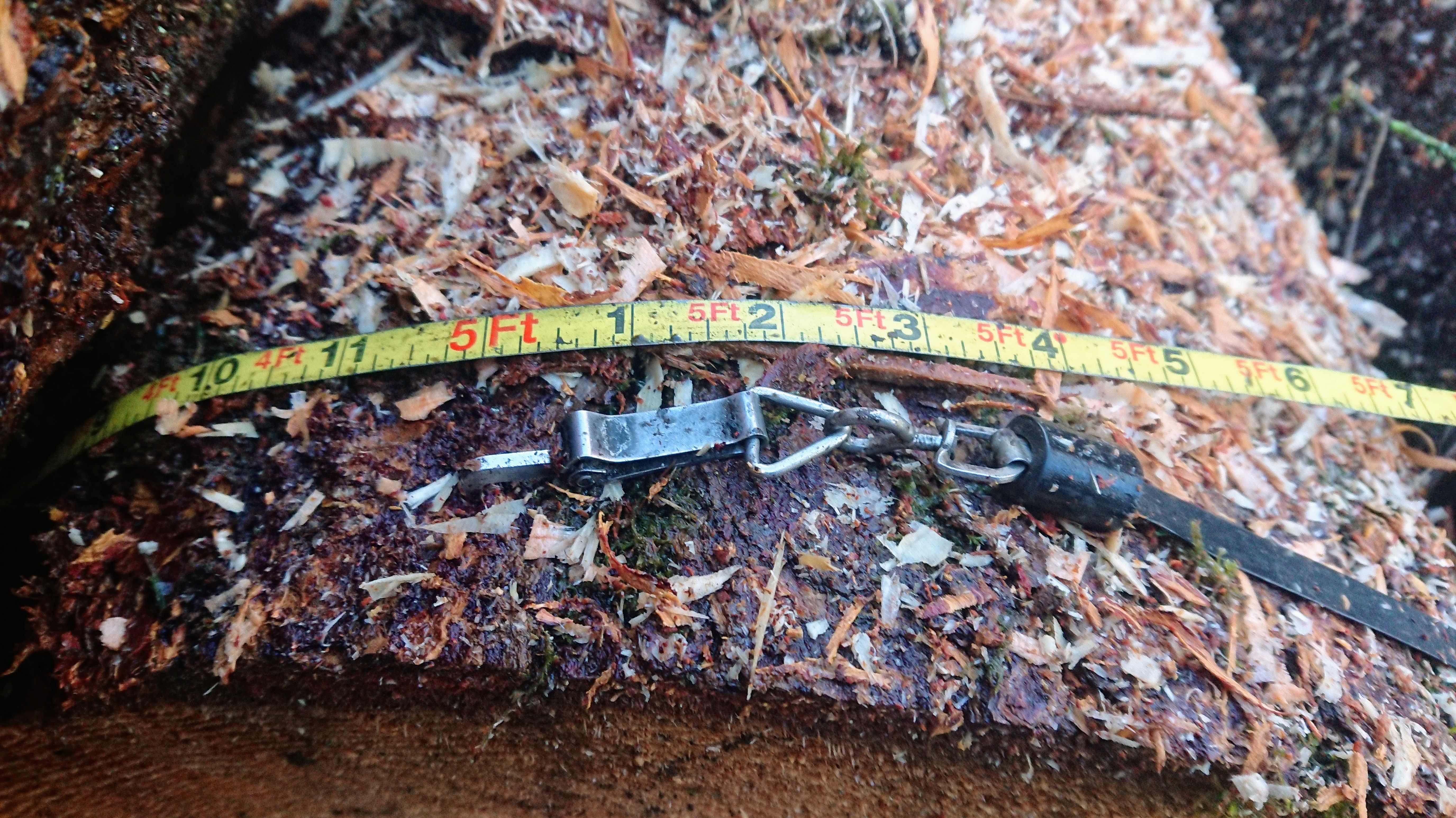 Tape measure around a log