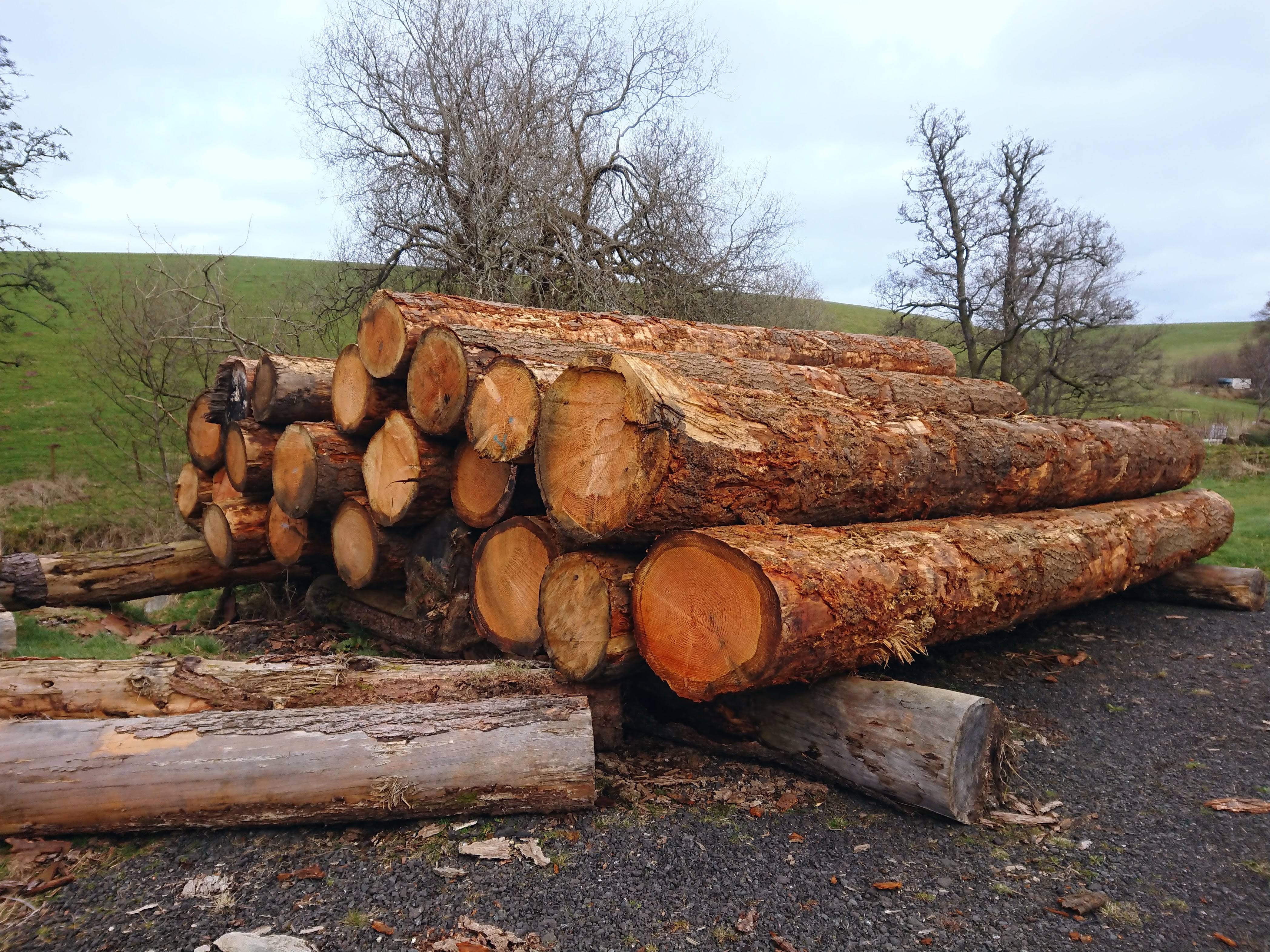 Douglas fir logs