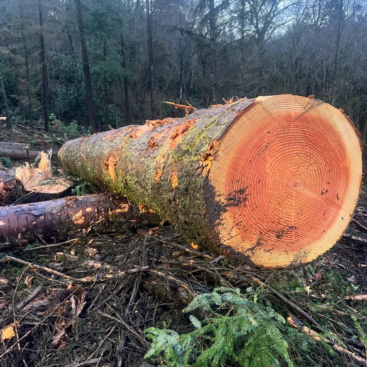 Thumbnail image for Douglas fir for structural beams