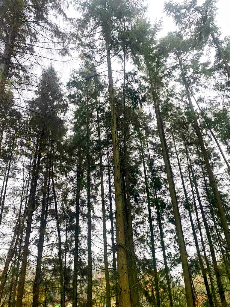 Douglas fir trees