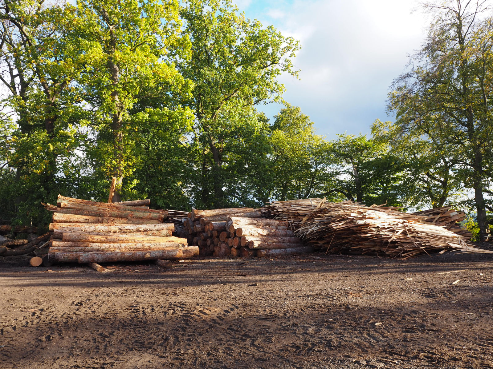 Too far away from log pile